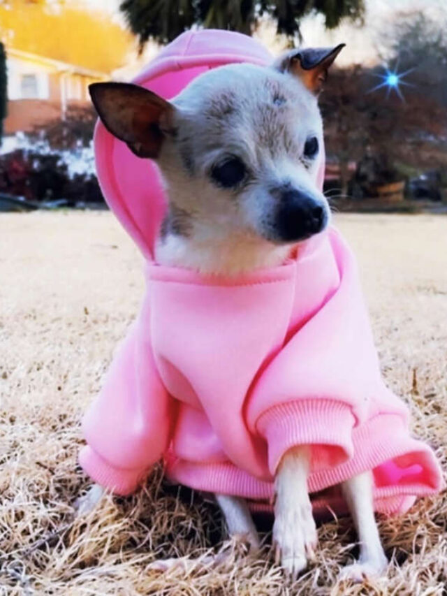 World’s Oldest Dog, Pebbles the Fox Terrier, Dead at 22